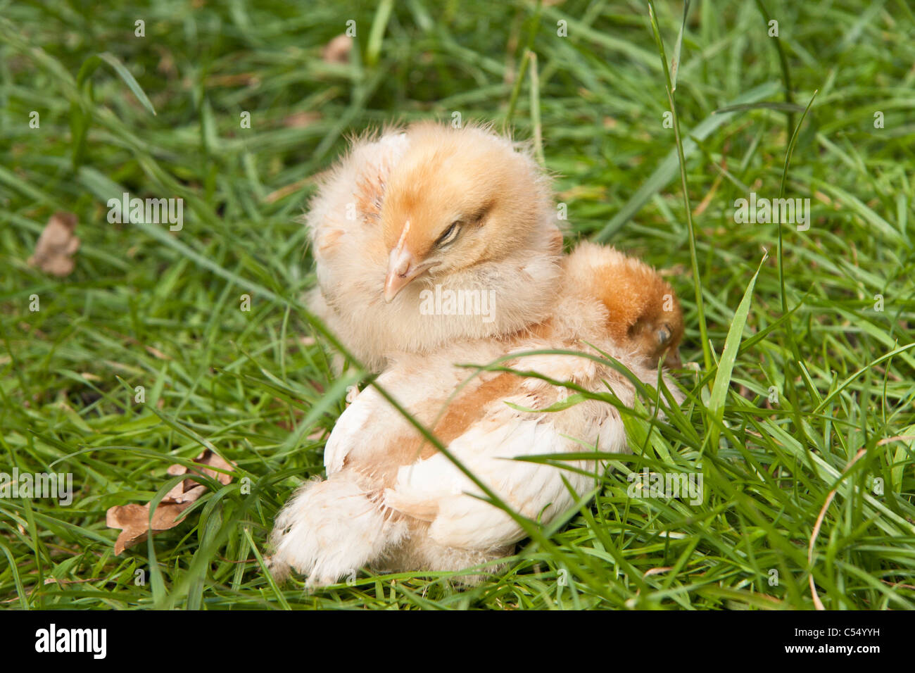 Two chicks sleeping on the grass Stock Photo
