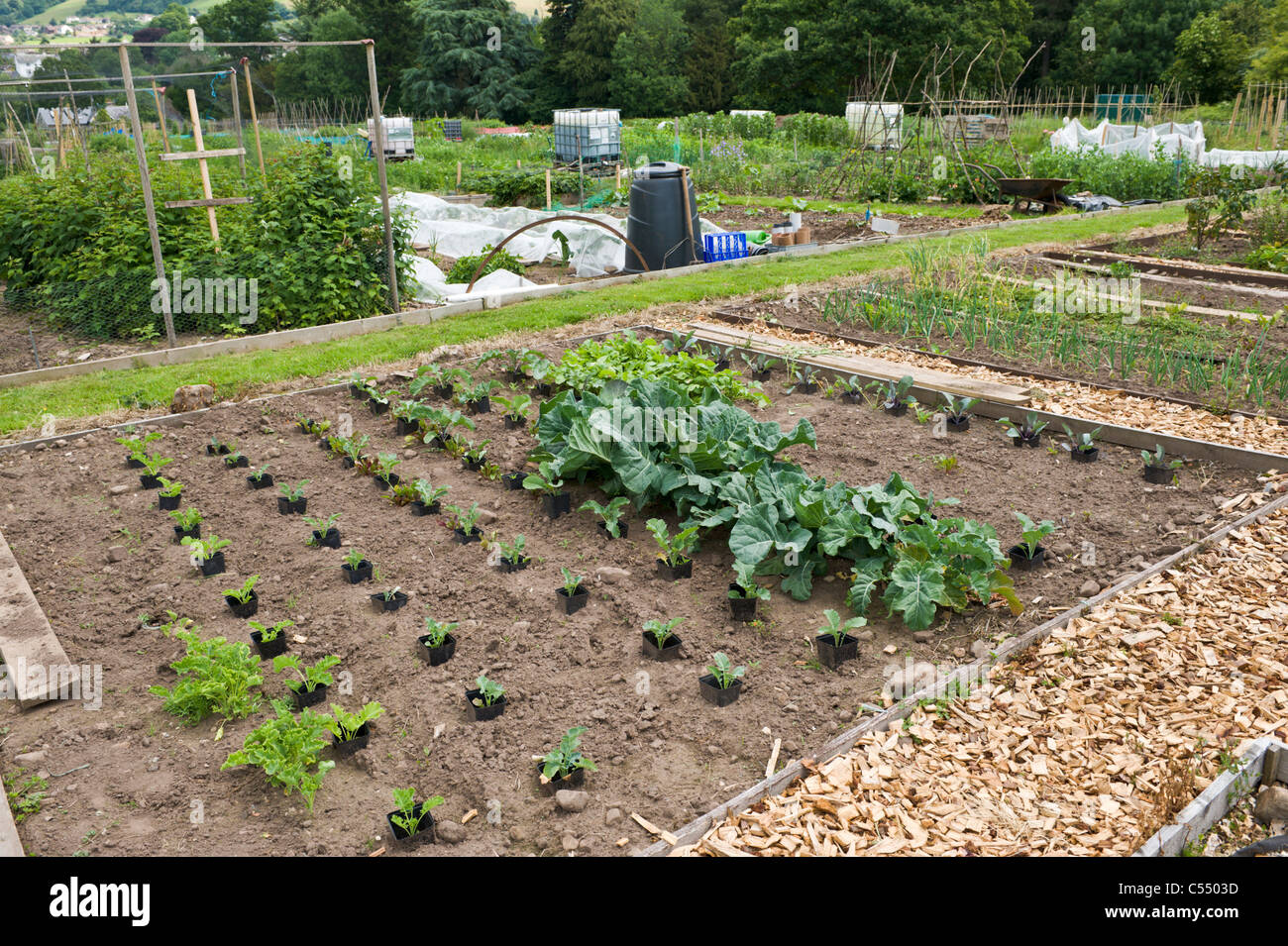 Variety of vegetable and salad crops growing on community allotments in