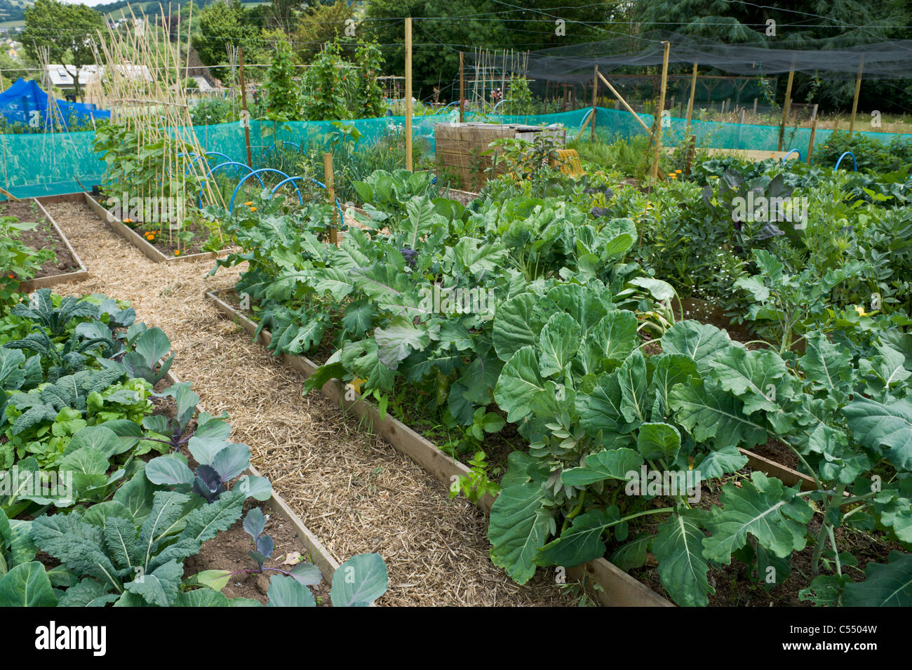 Vegetables crops growing on community allotments in village of Llangattock Powys South Wales UK Stock Photo