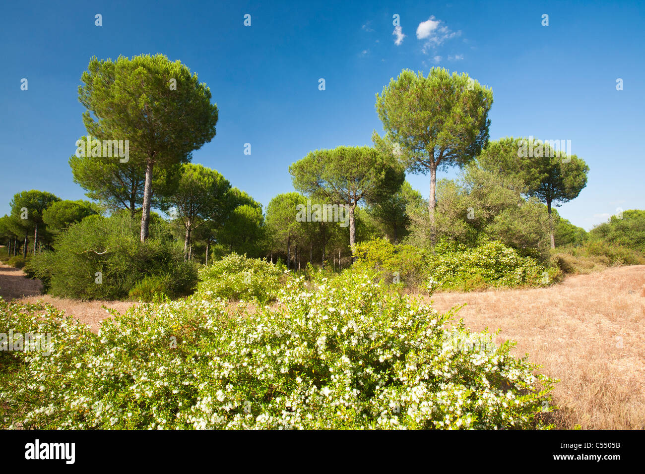 Store svimmel Et hundrede år Pine trees in the Coto Donana, Andalucia, Spain, one of the most imortant  wetland wildlife sites in Europe Stock Photo - Alamy