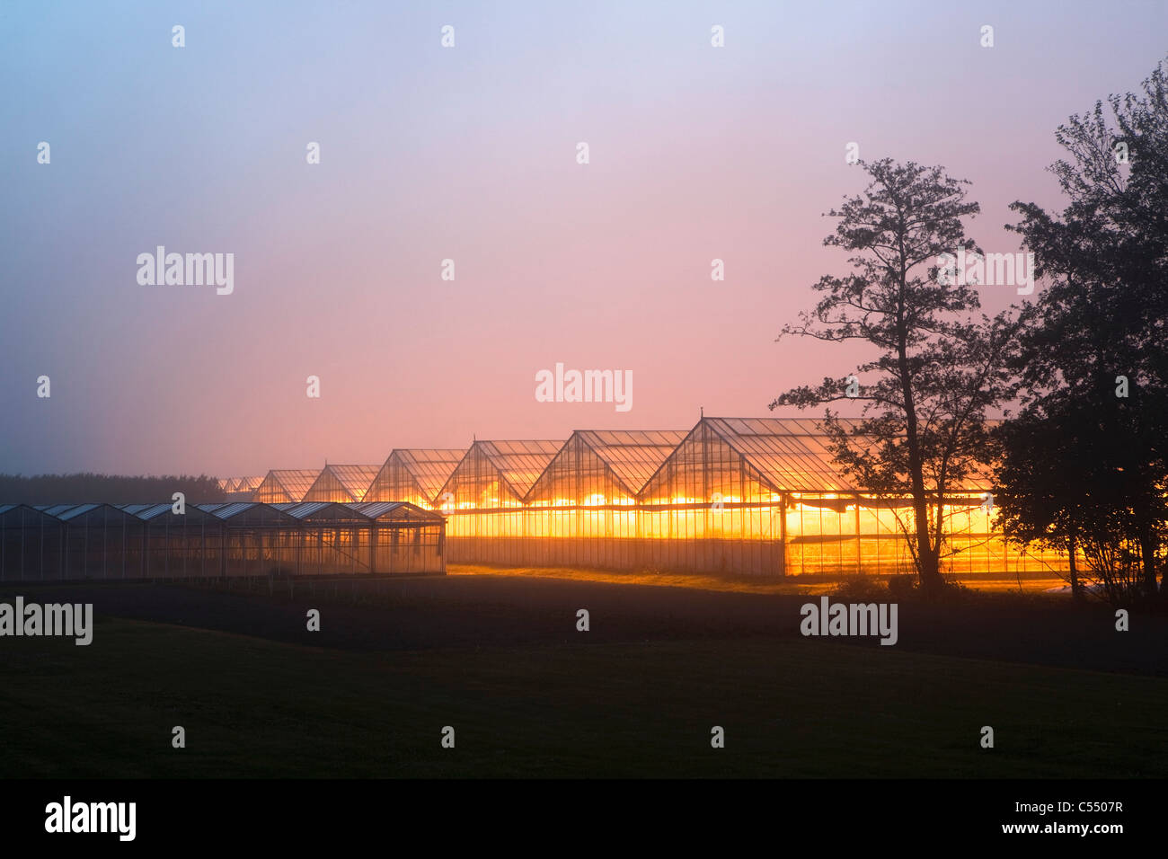 The Netherlands, Marknesse, Greenhouses for bulb  and flower culture. Stock Photo