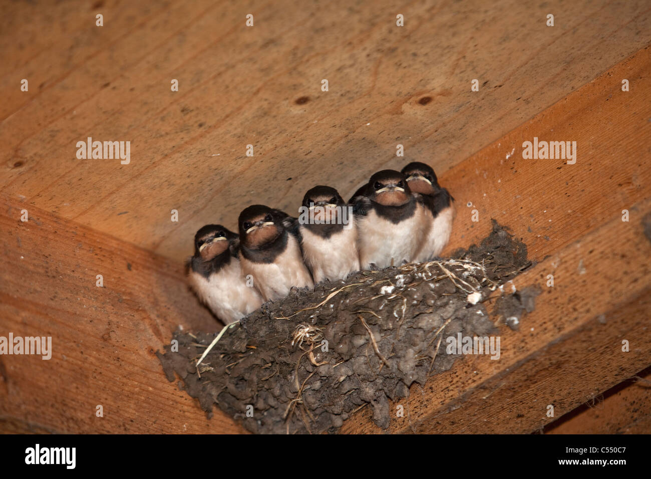 The Netherlands, Lemmer, Young Barn Swallows on nest. Hirundo Rustica. Stock Photo