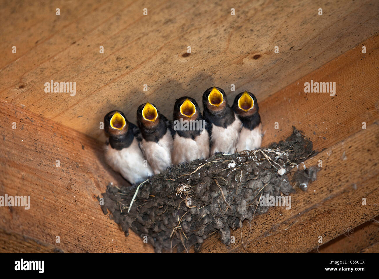The Netherlands, Lemmer, Young Barn Swallows on nest. Hirundo Rustica. Stock Photo