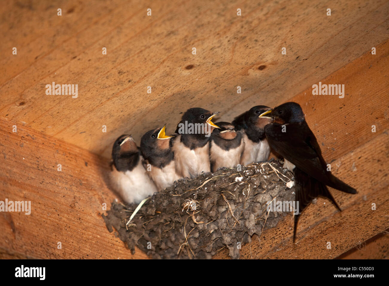 The Netherlands, Lemmer, Young Barn Swallows on nest. Hirundo Rustica. Mother bringing food. Stock Photo