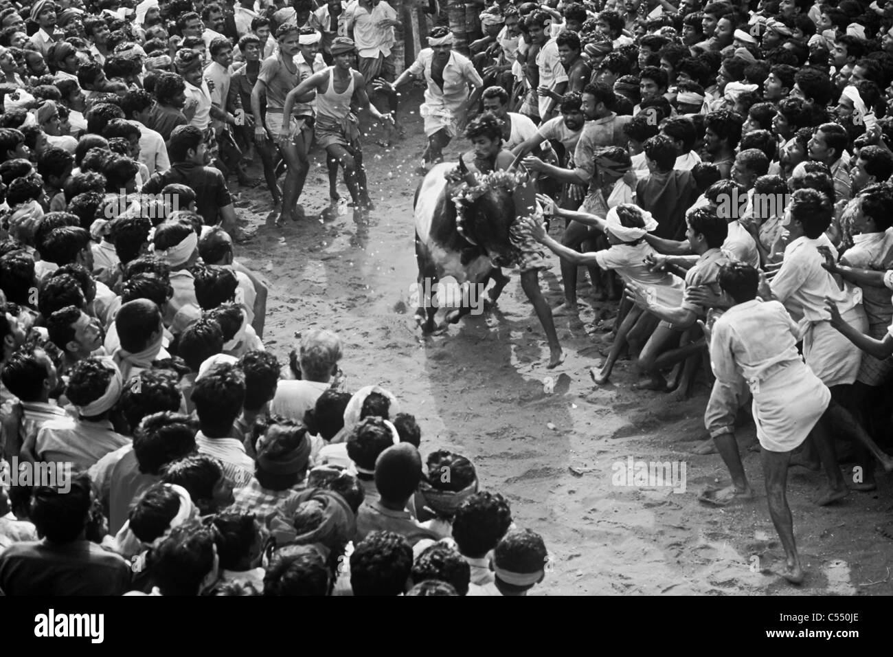 India, Tamil Nadu State, Madurai, Bull taming at Alanganallur, South India, Jallikattu is a bull taming sport played as a part Stock Photo