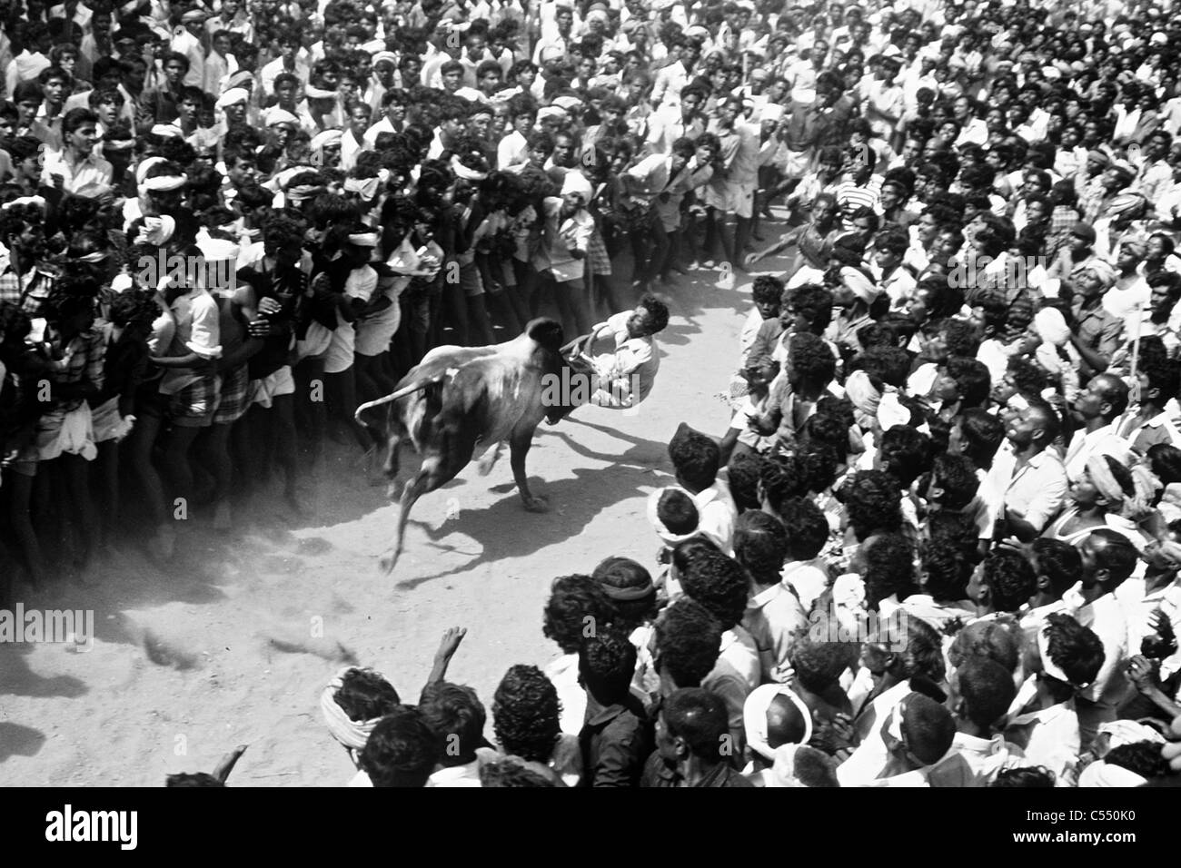 India, Tamil Nadu State, Madurai, Bull taming at Alanganallur, South India, Jallikattu is a bull taming sport played as a part Stock Photo