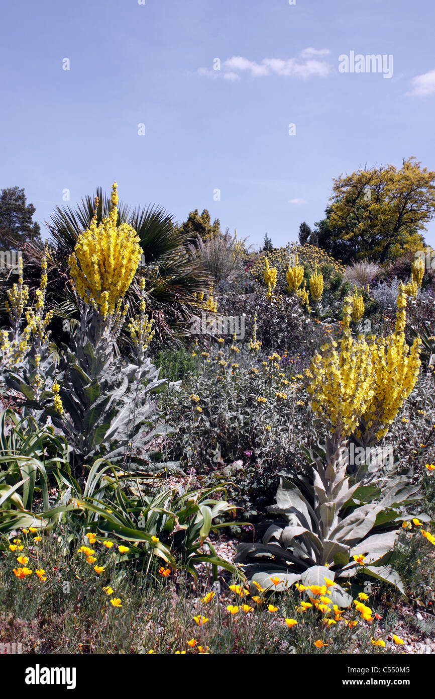 THE DRY GARDEN AT RHS HYDE HALL IN EARLY SUMMER. Stock Photo