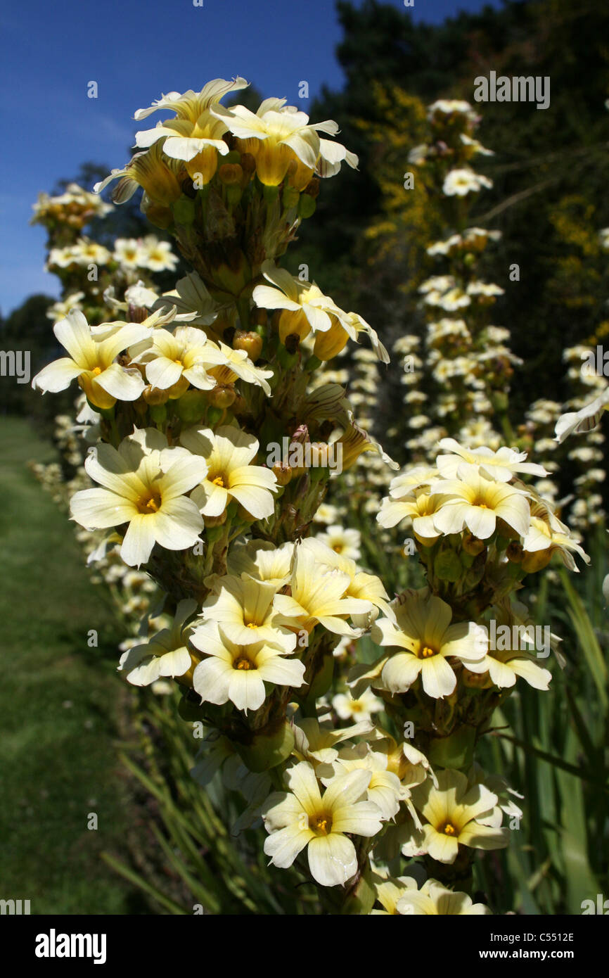 Sisyrinchium striatum 'Aunt May' Flowers Stock Photo