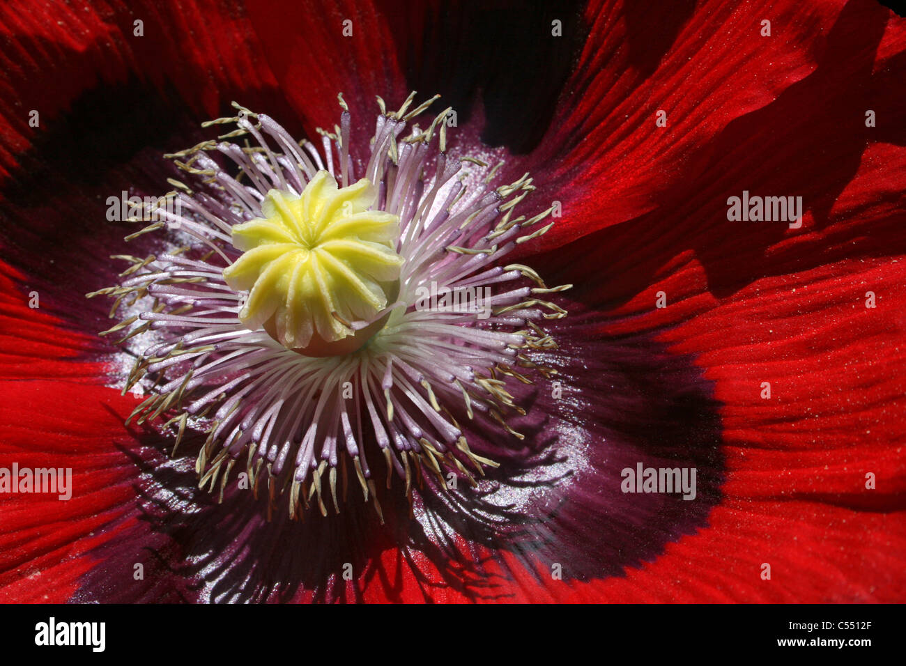 Close Up Of The Stamens And stigma Of An Oriental Poppy Flower Stock Photo