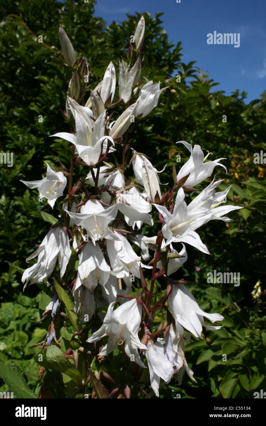 Milky Bellflower - Campanula latifolia alba Stock Photo