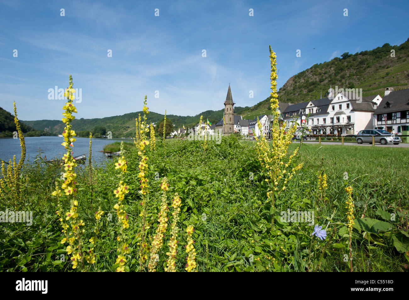 Moselle river and the town of Hatzenport with yellow flowers, Rhineland-Palatinate, Germany Stock Photo
