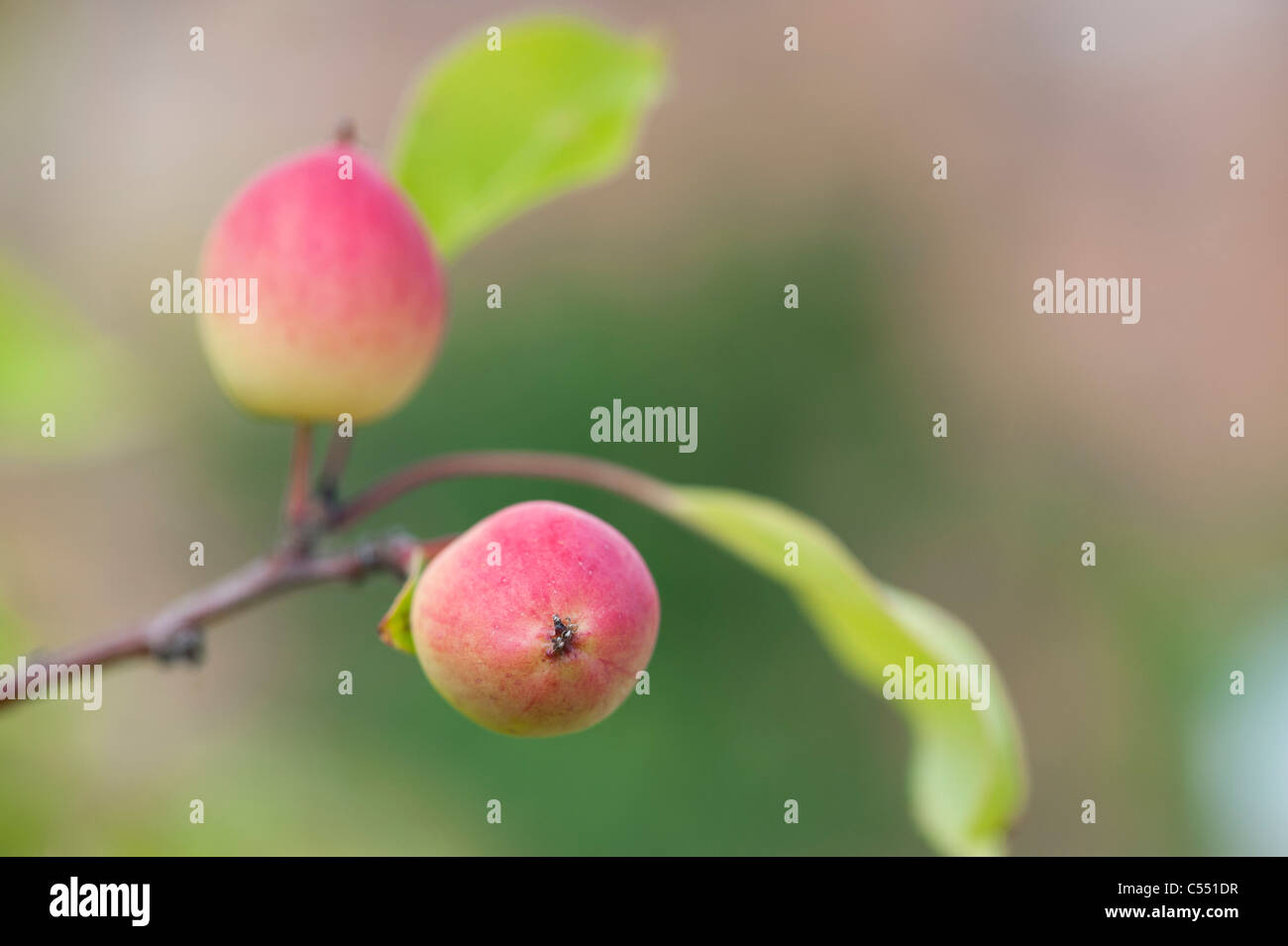 Malus ‘Pink Glow’ . Crab Apples on the Tree Stock Photo - Alamy