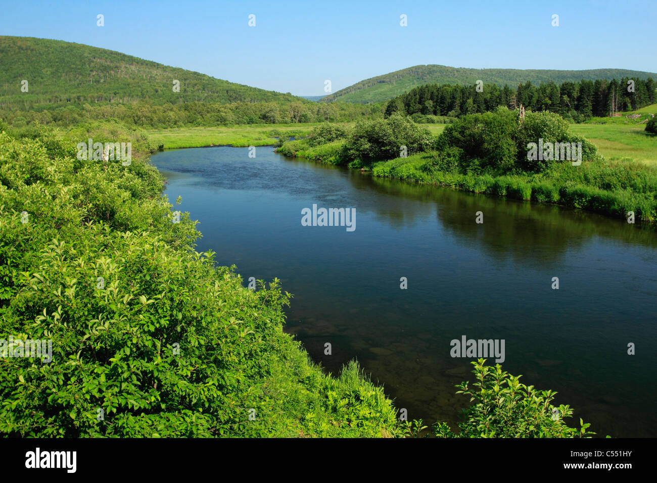 River flowing through a forest, Salmon River, Cape Breton, Nova Scotia