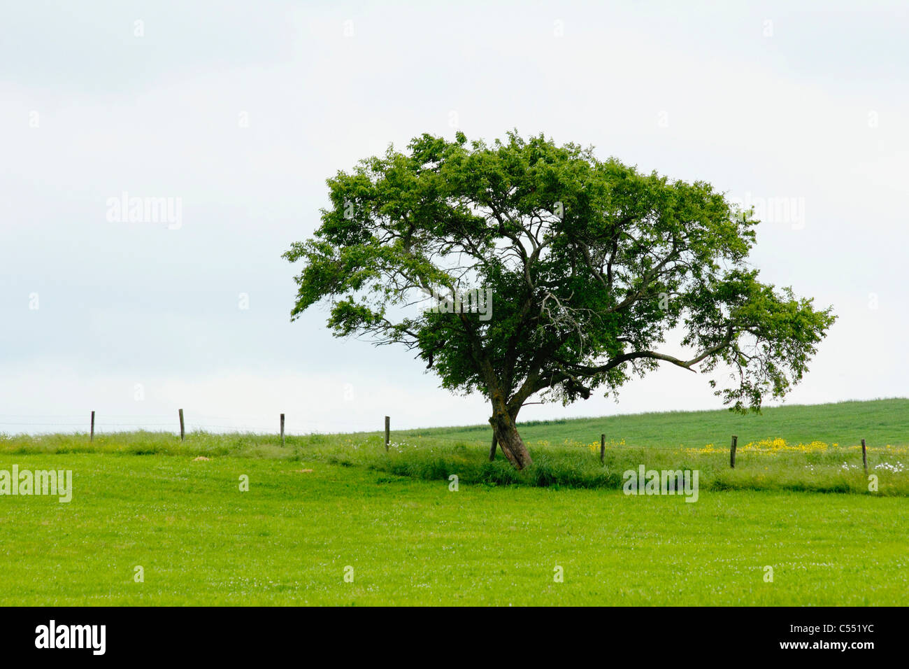 Apple tree in a field Stock Photo - Alamy