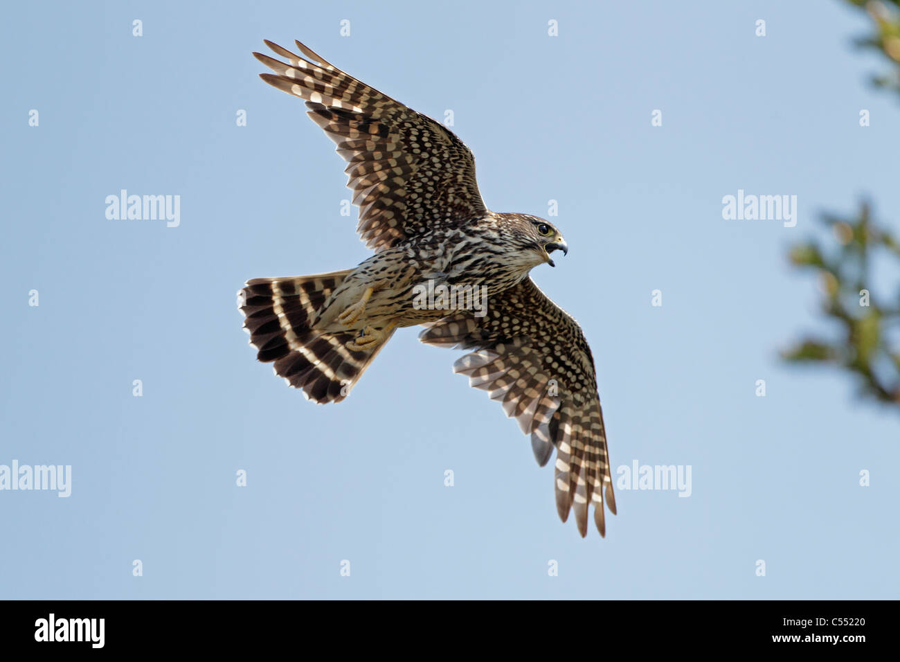 Female Merlin Falcon Flying