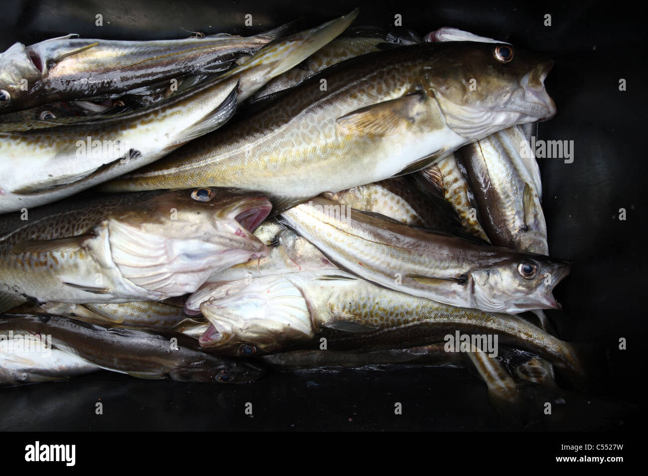 Freshly caught codfish in a container Stock Photo