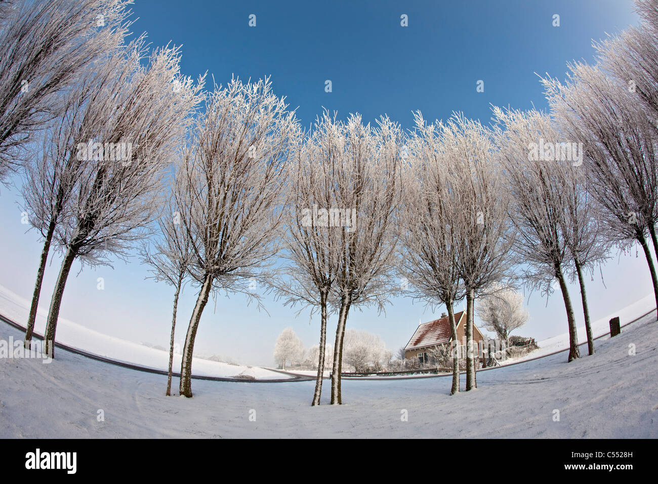 The Netherlands, Ferwoude, Country road and trees in snow and frost. Fisheye lens. Stock Photo
