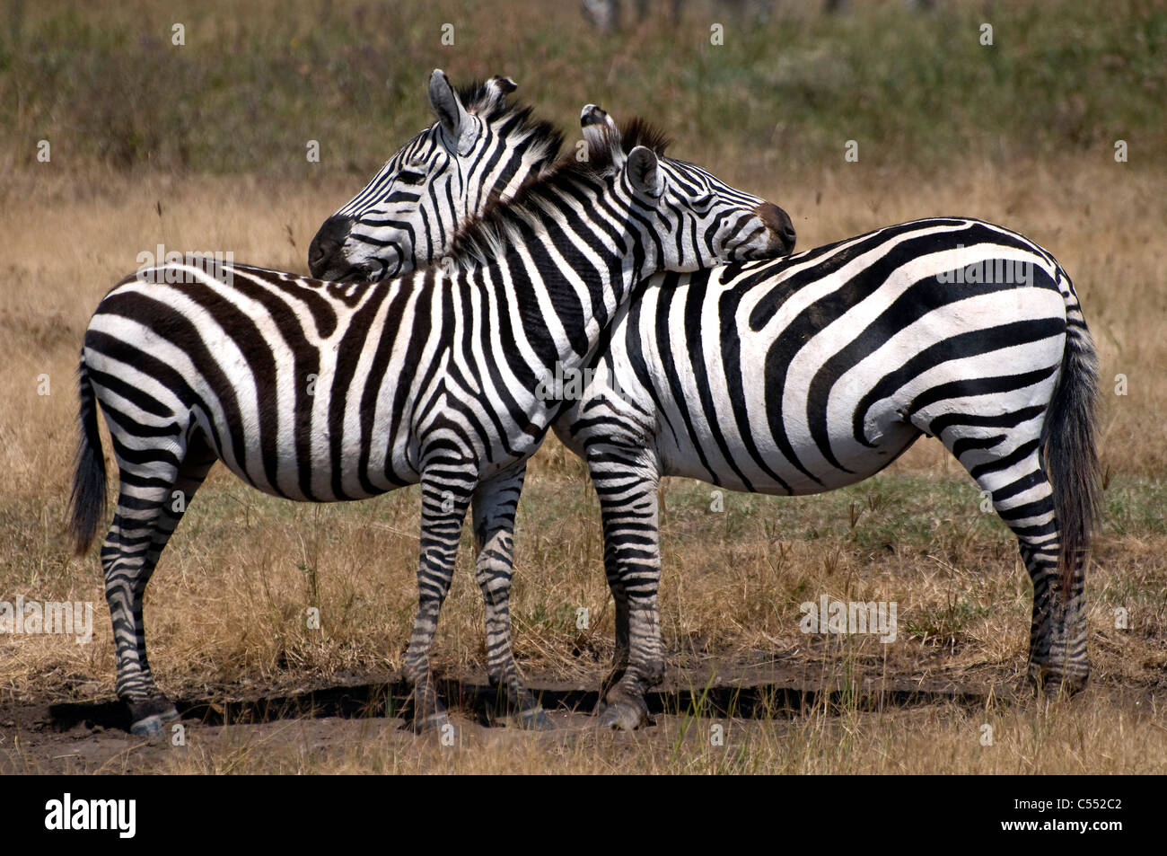 Two zebras standing in a field, Ngorongoro Conservation Area, Tanzania Stock Photo