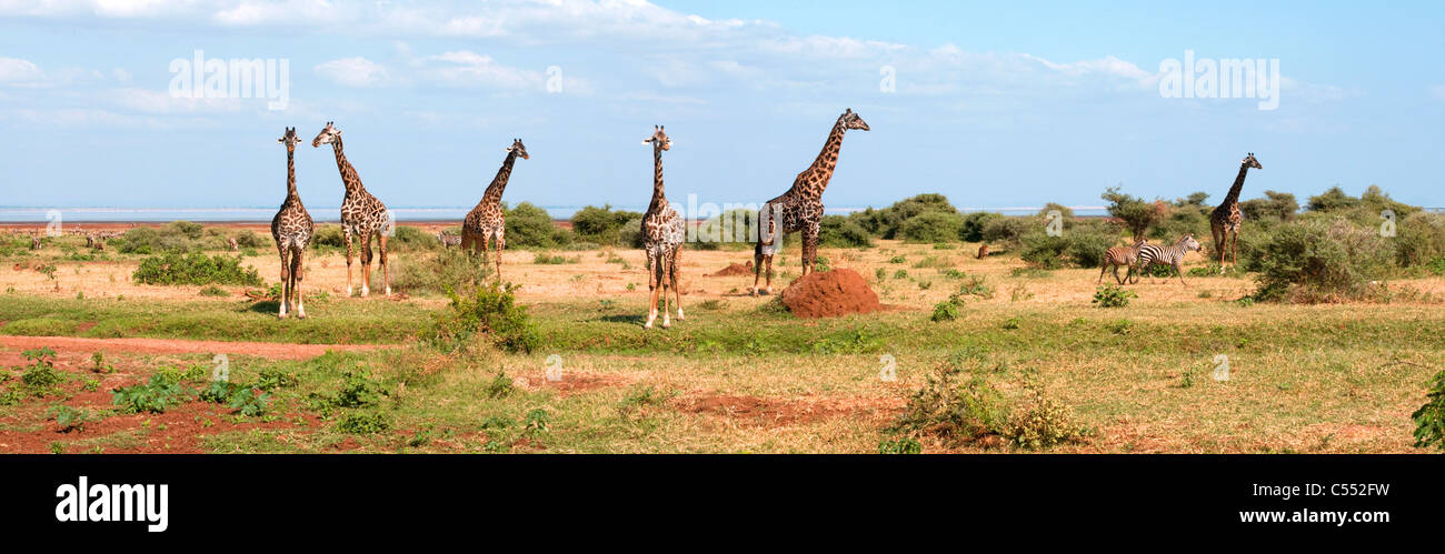 Group giraffes in bush in hi-res stock photography and images - Alamy
