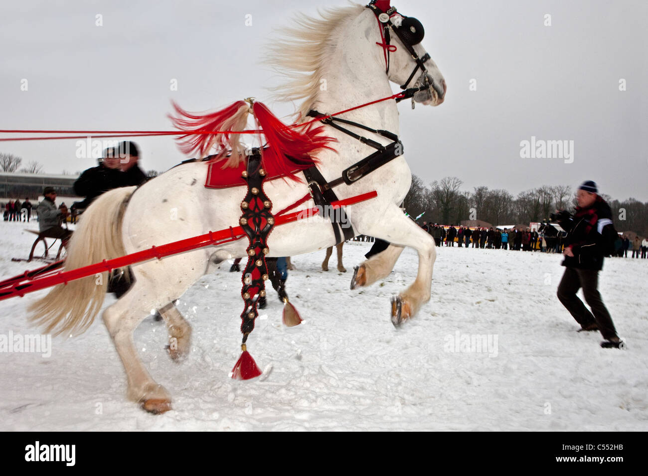 The Netherlands, Oudemirdum, Horse belonging to antique horse sledge rearing up. Stock Photo