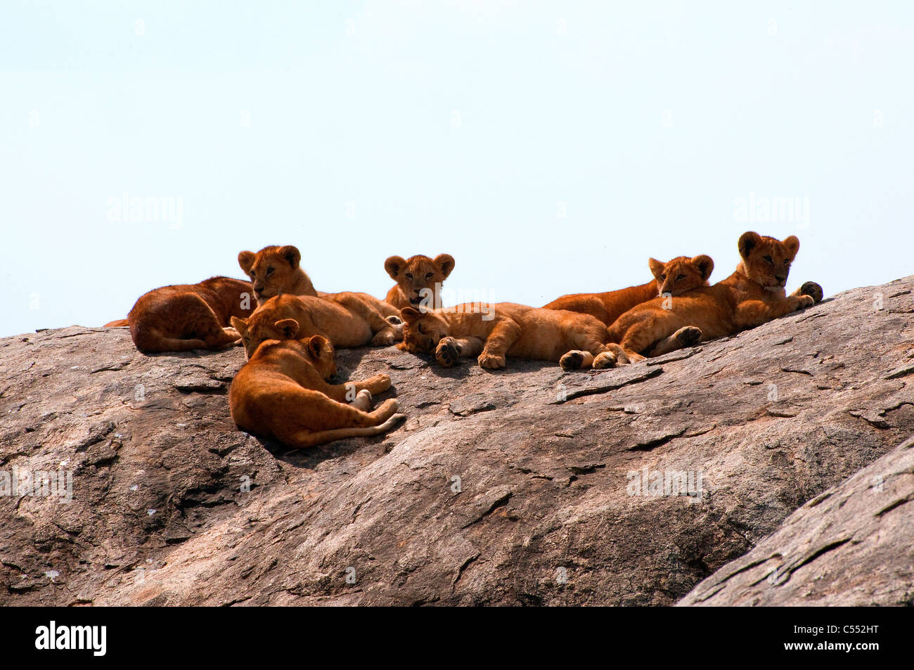Serengeti lions rock hi-res stock photography and images - Alamy