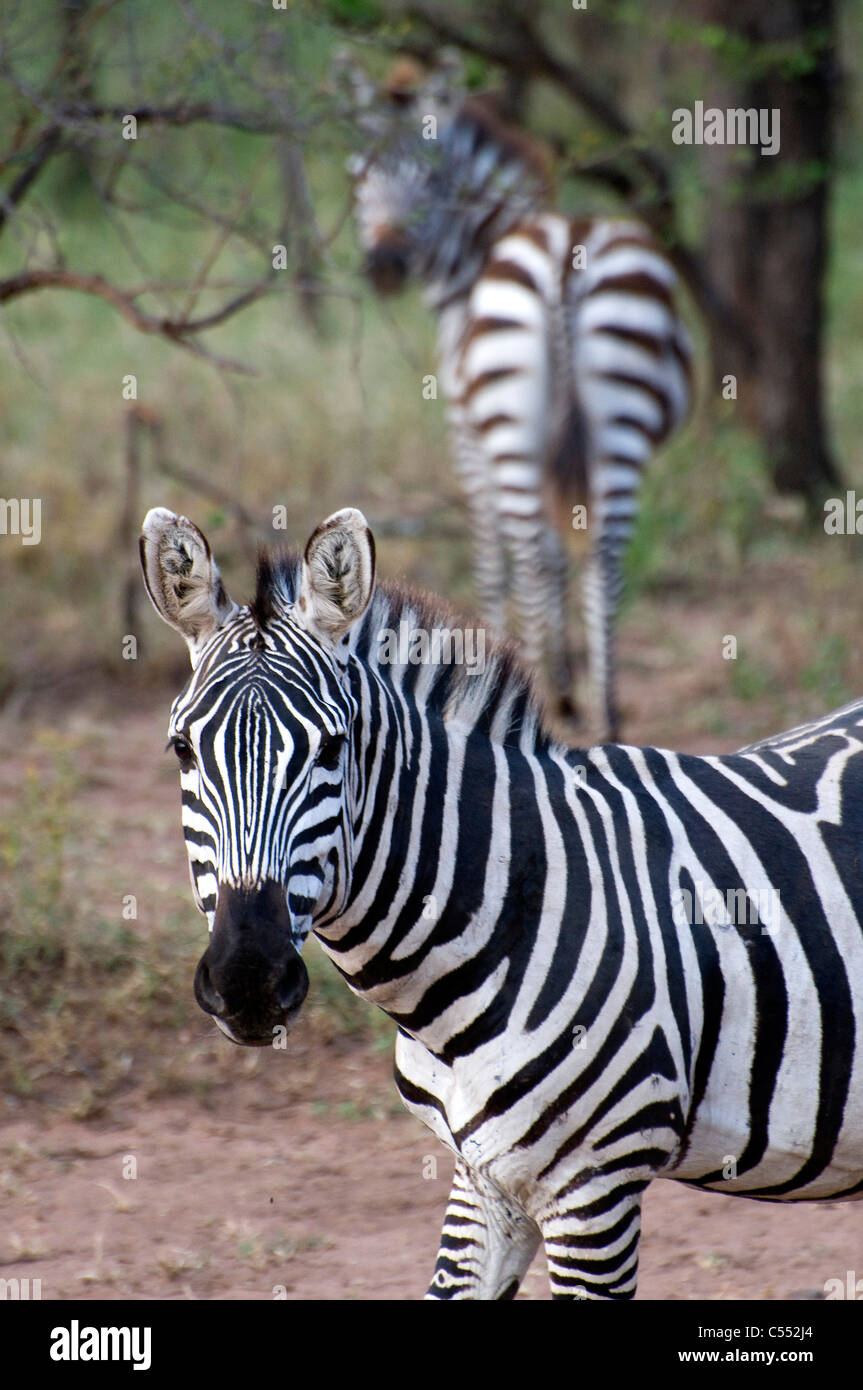 Zebras in a forest, Serengeti National Park, Tanzania Stock Photo Alamy