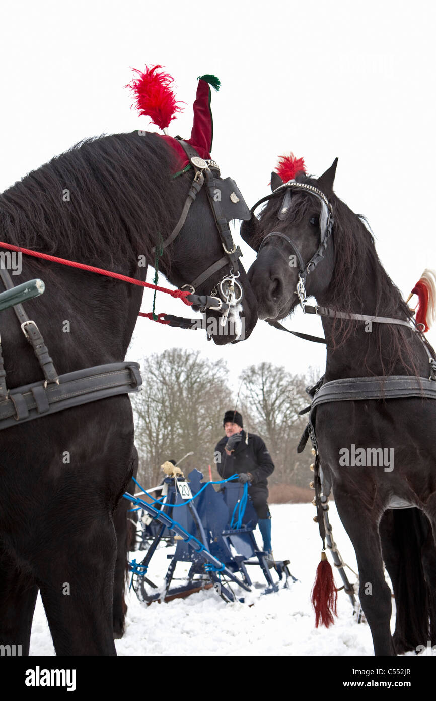The Netherlands, Witmarsum, Friesian horses used to tow antique horse sledges. Stock Photo