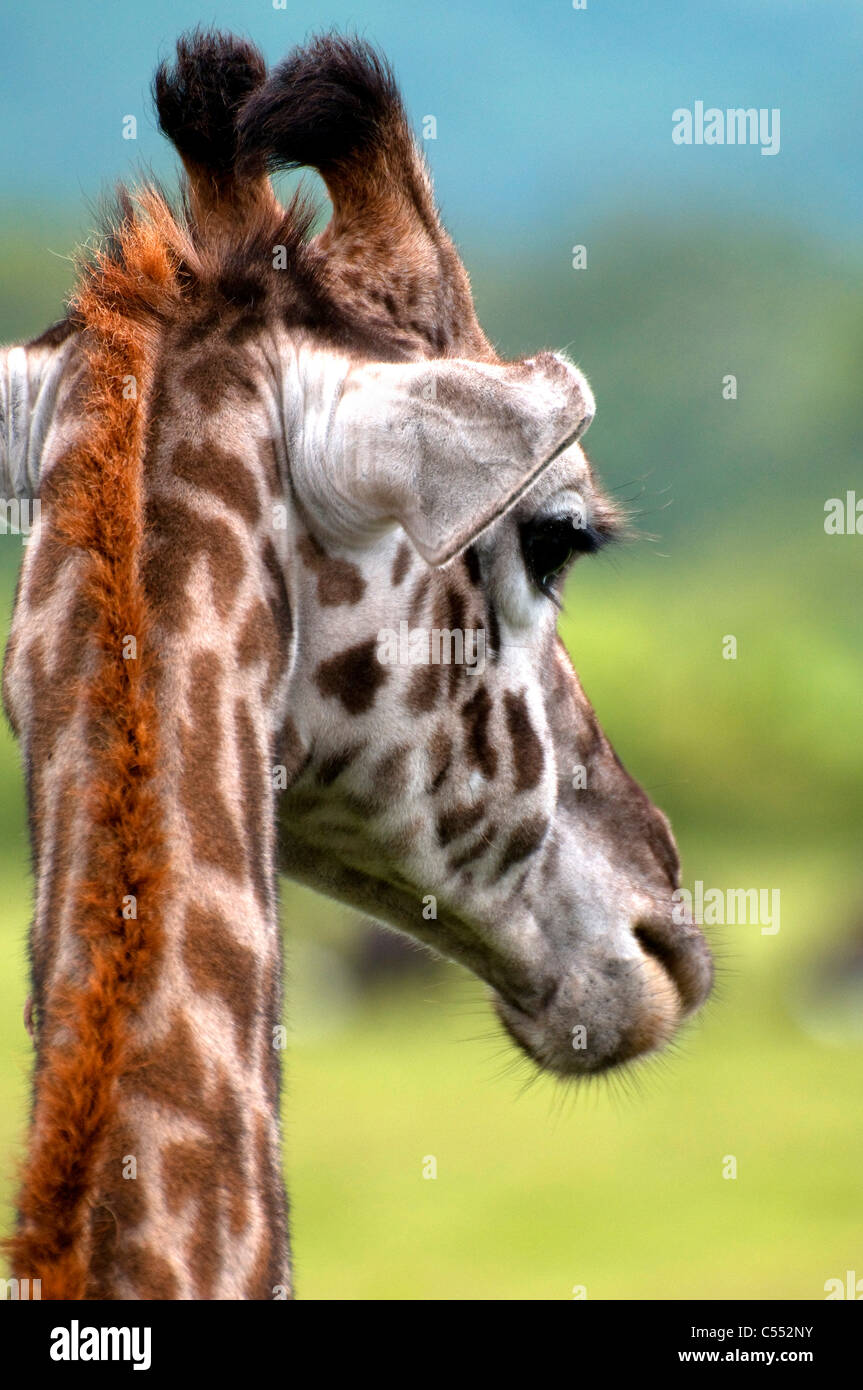 Close-up of a Masai giraffe (Giraffa camelopardalis tippelskirchi), Mount Meru, Arusha National Park, Tanzania Stock Photo