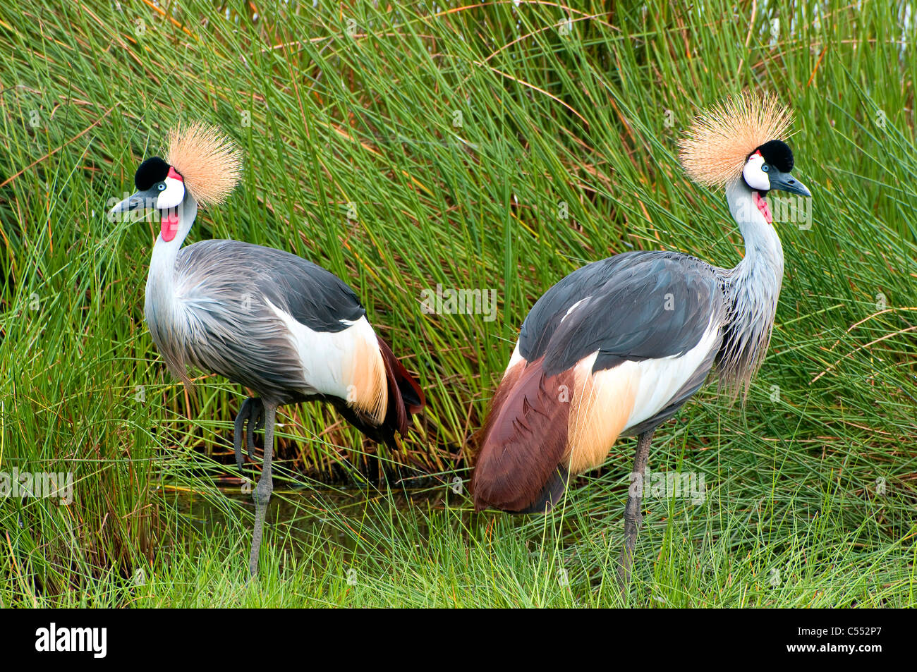 Pair of Grey Crowned cranes (Balearica regulorum) in grass, Arusha National Park, Tanzania Stock Photo