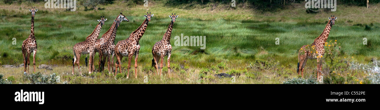 Herd of Masai giraffes (Giraffa camelopardalis tippelskirchi) grazing in a forest, Arusha National Park, Tanzania Stock Photo