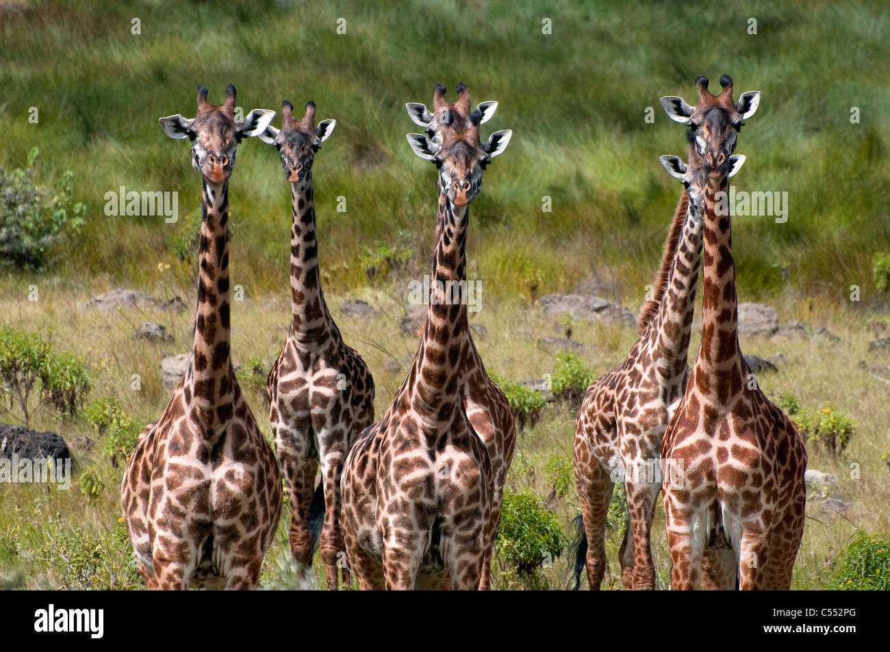 Herd of Masai giraffes (Giraffa camelopardalis tippelskirchi) in a forest, Arusha National Park, Tanzania Stock Photo