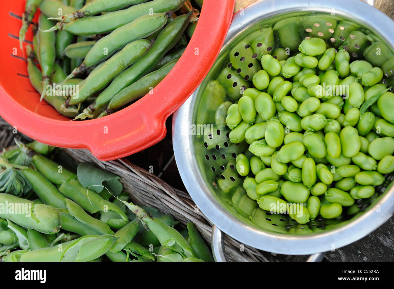 Home grown Broad beans, Showing beans, pods and empty husks, Norfolk, UK, July Stock Photo