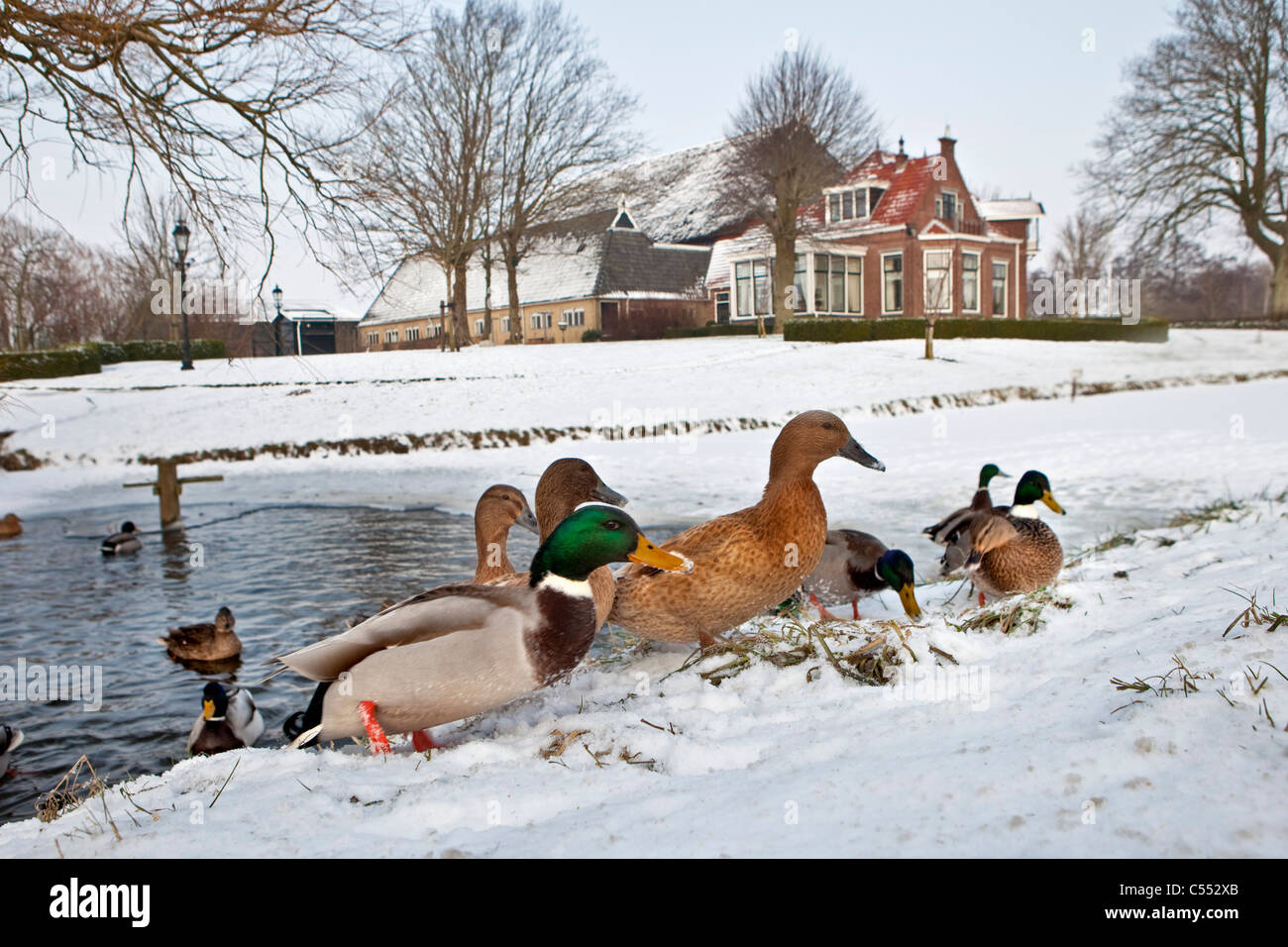The Netherlands, Marrum, Ducks in ice-hole and on snow. Background: farm. Stock Photo
