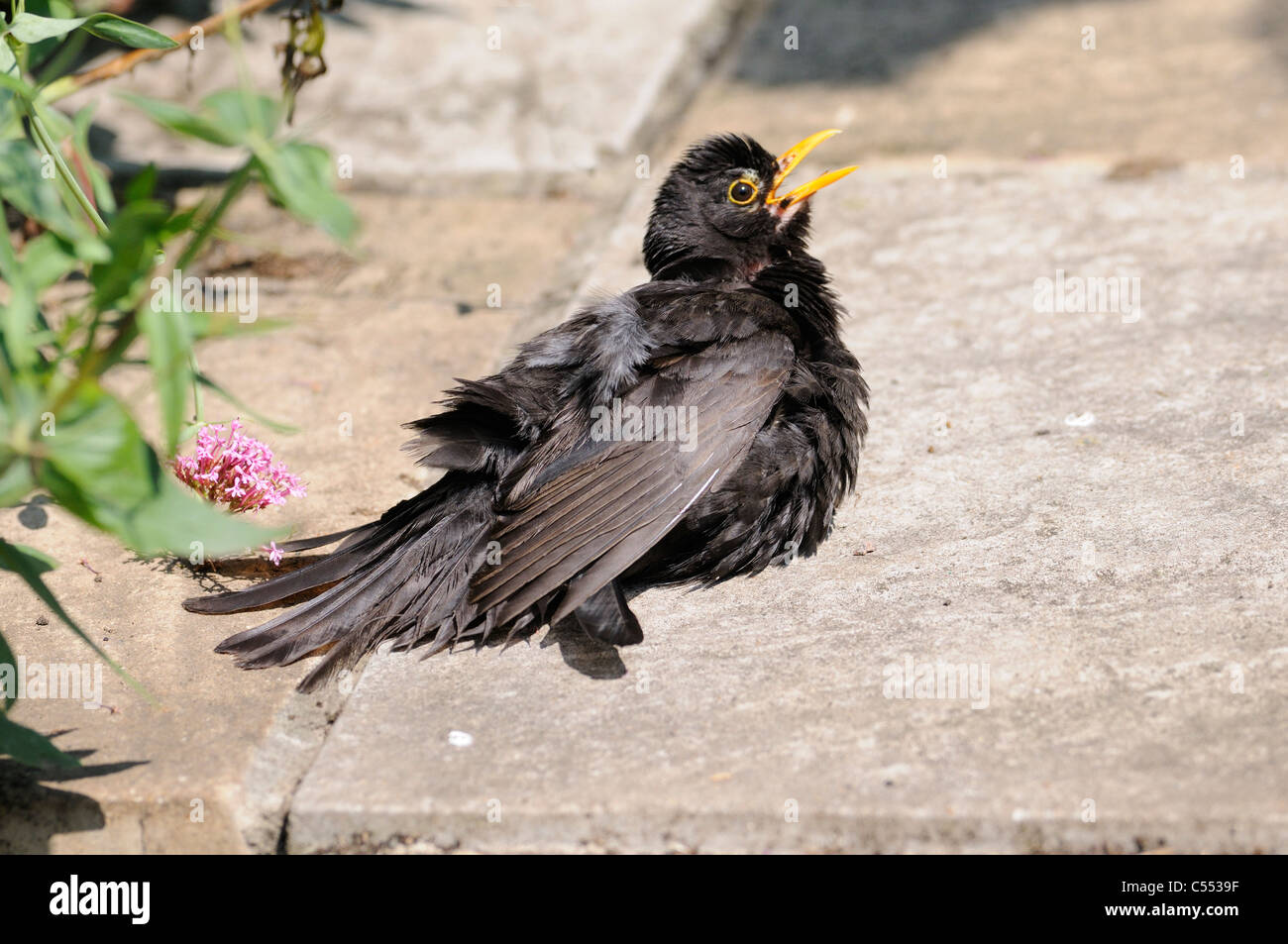 Blackbird turdus merula, adult male sunning on garden patio, Stock Photo