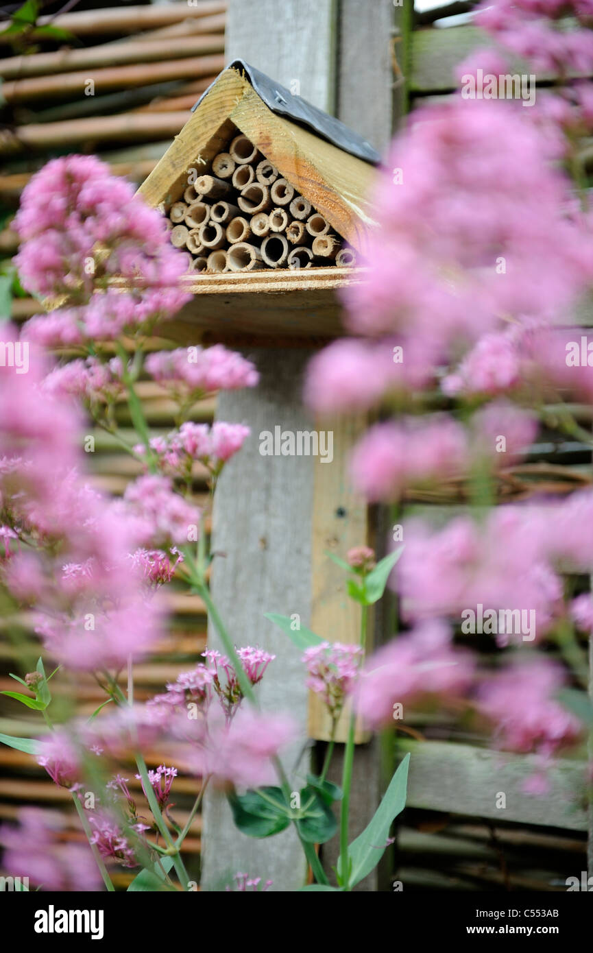 Box bug hi-res stock photography and images - Alamy