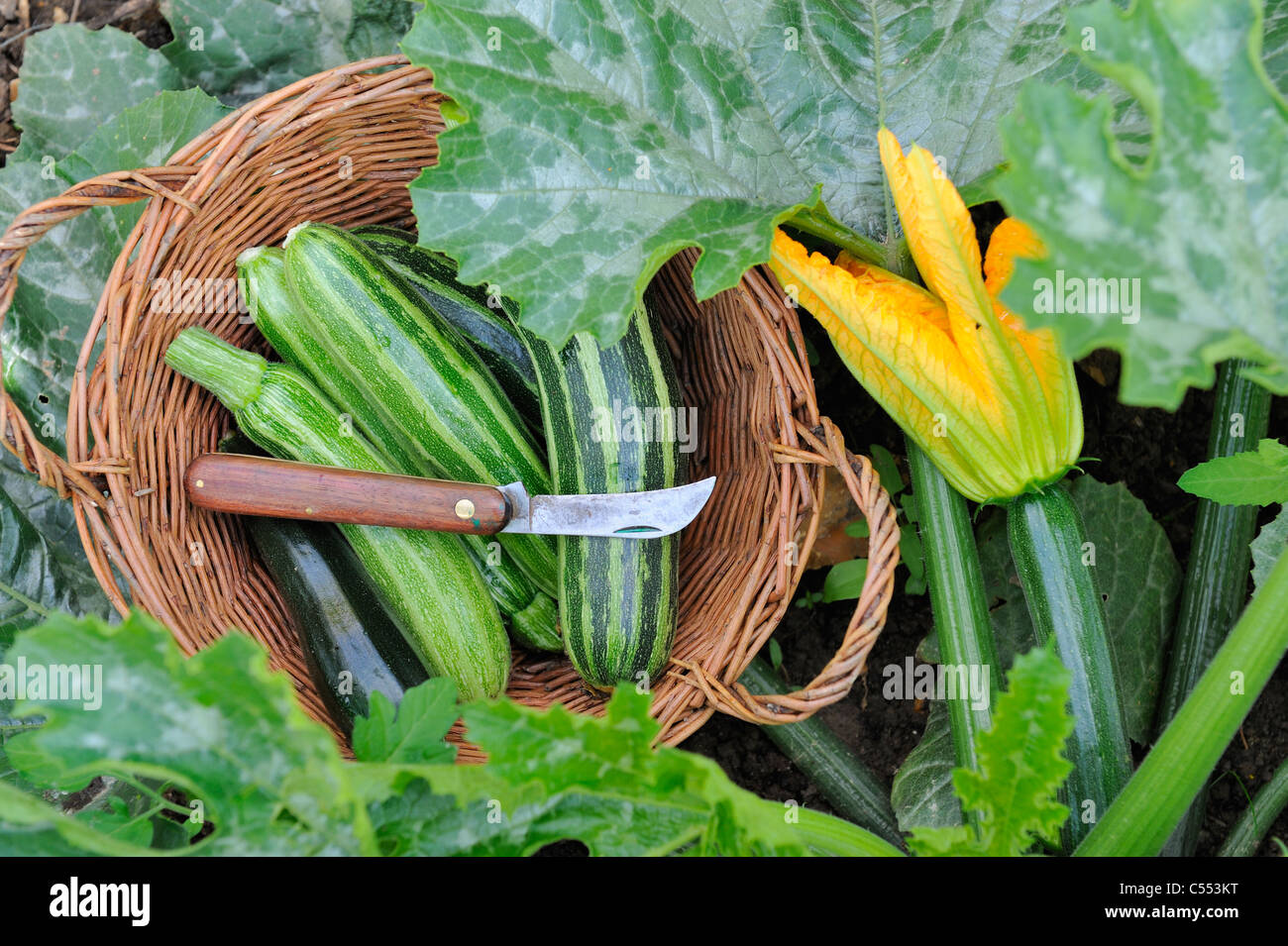 Freshly harvested home grown courgettes, Norfolk, England, July Stock Photo