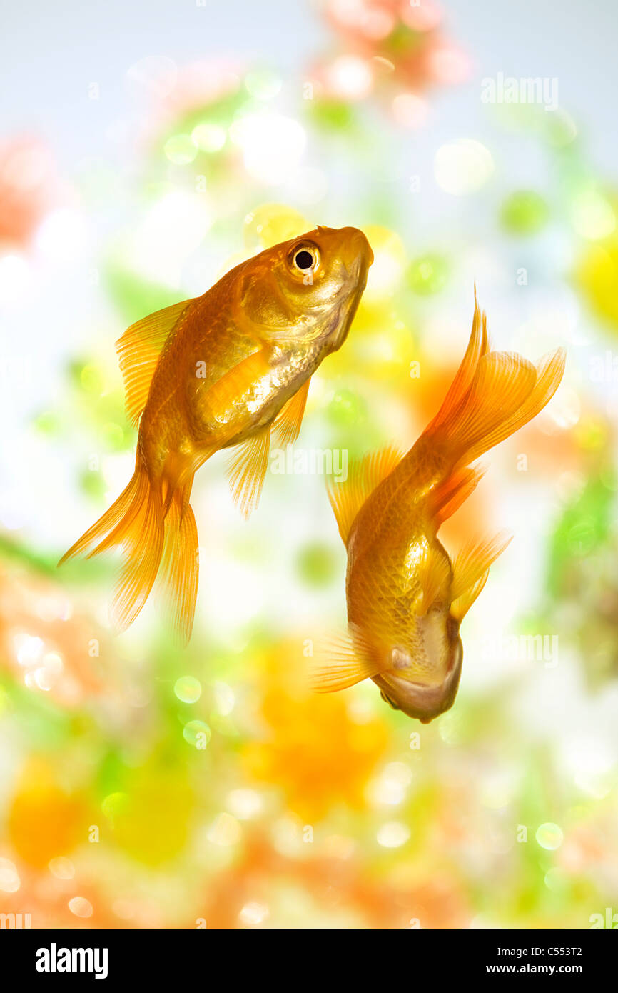 Goldfish hires stock photography and images Alamy