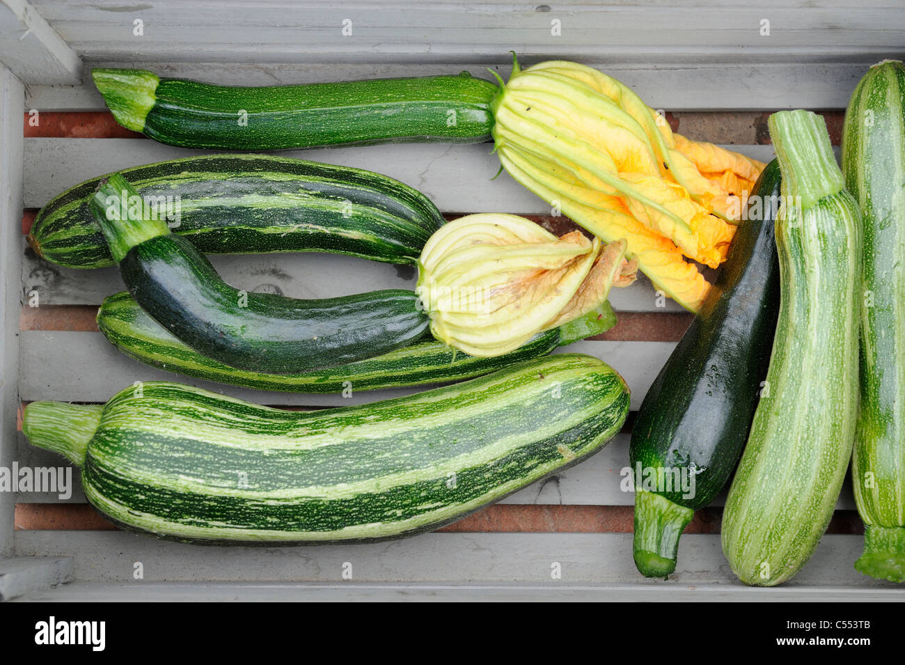 Freshly harvested home grown courgettes, Norfolk, England, July Stock ...