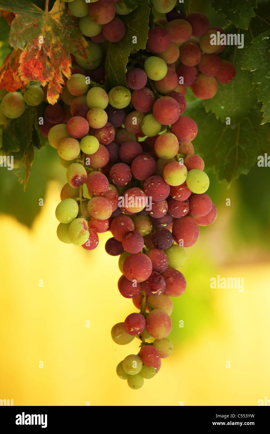 Wine grapes hang down as they ripen in a wine estate in Portugal. Stock Photo