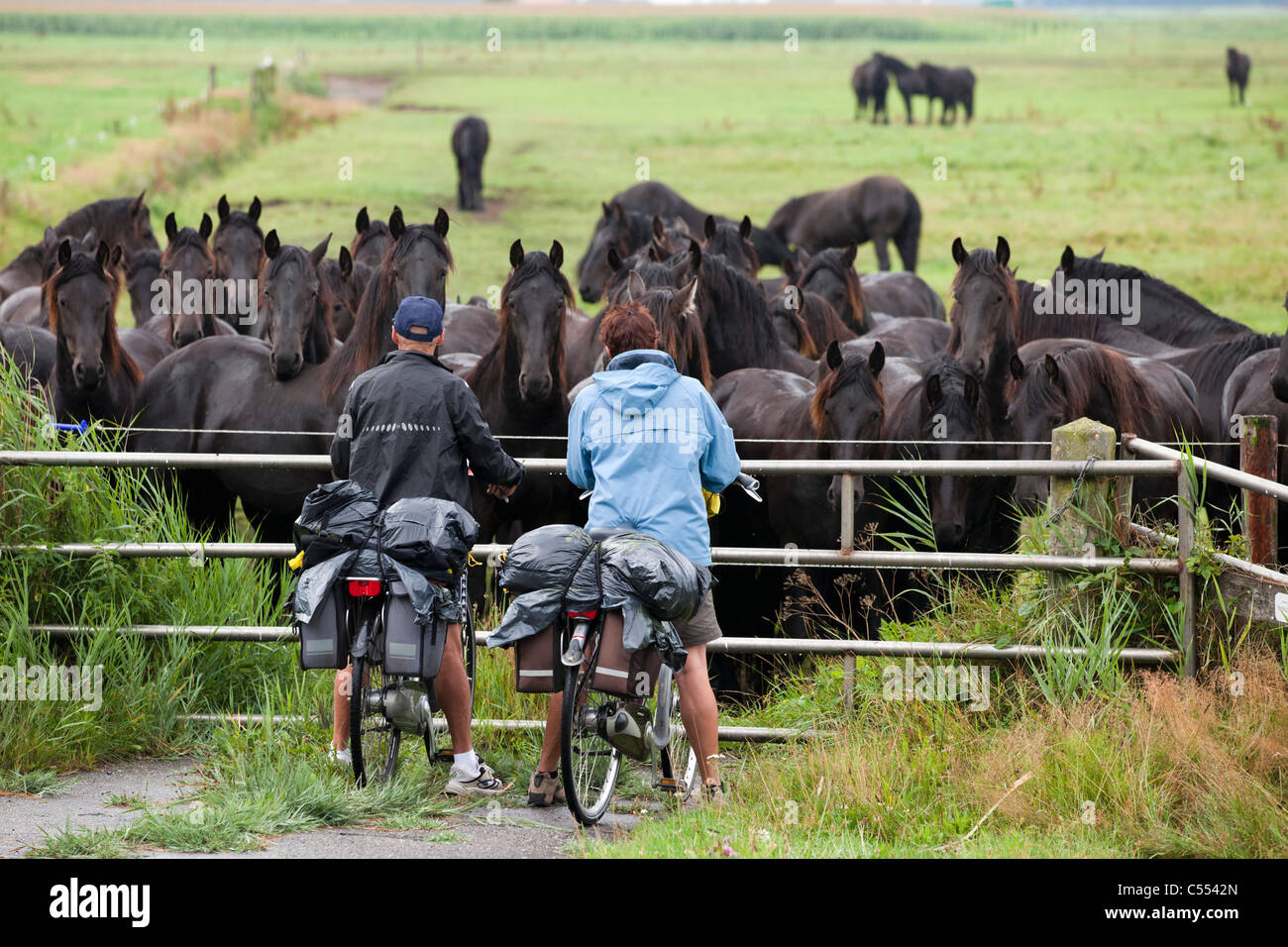 The Netherlands, Woudsend, Couple, man and woman, with bicycles looking at herd of Friesian horses. Stock Photo