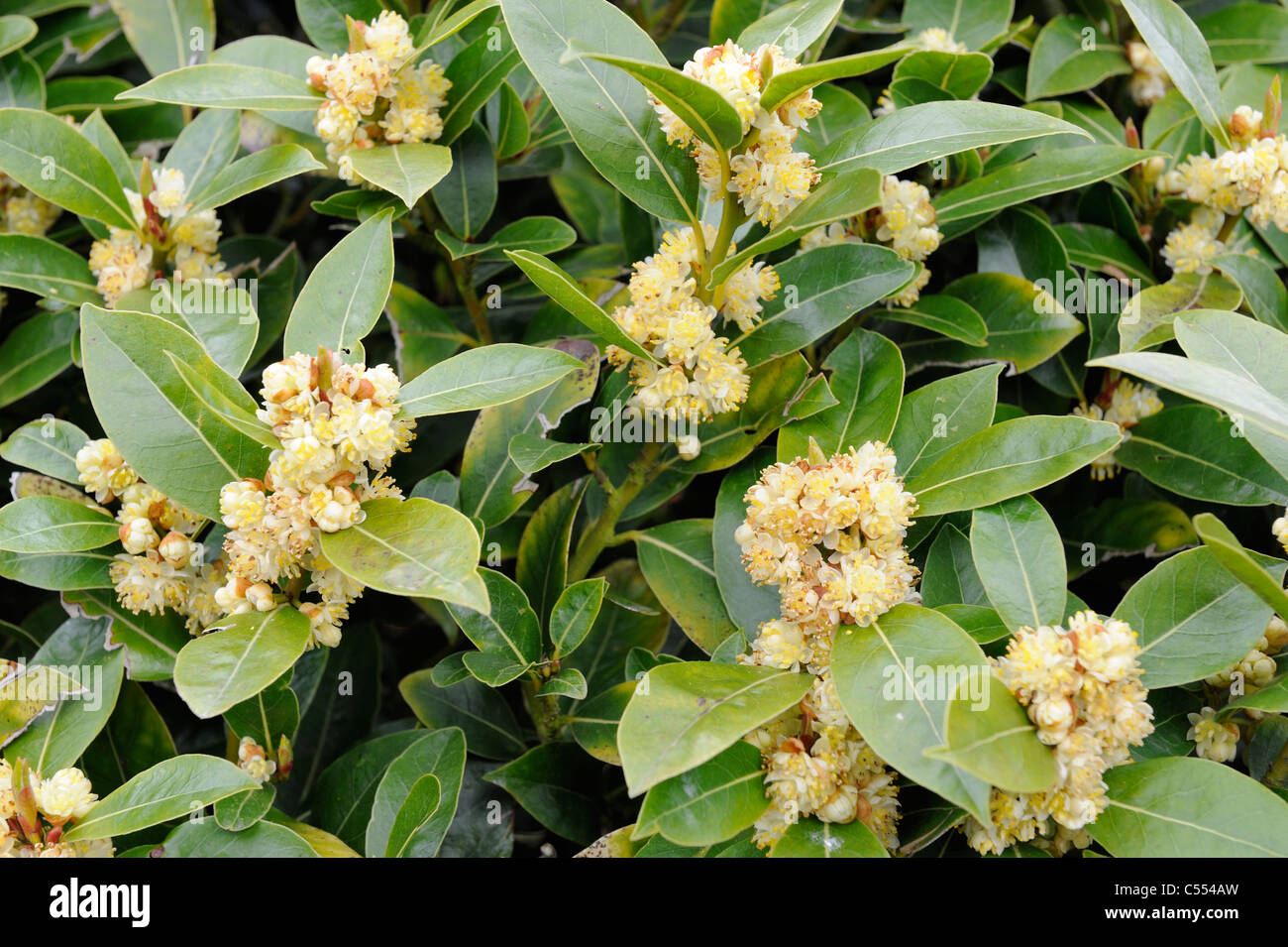 Bay tree, laurus nobilis, showing flowers Stock Photo Alamy