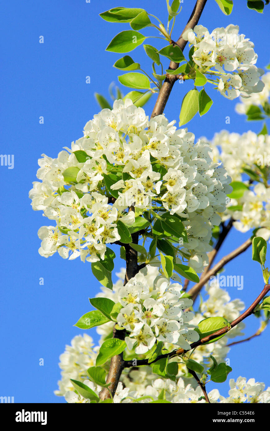 Birnbaumblüte - flowering of pear tree 31 Stock Photo