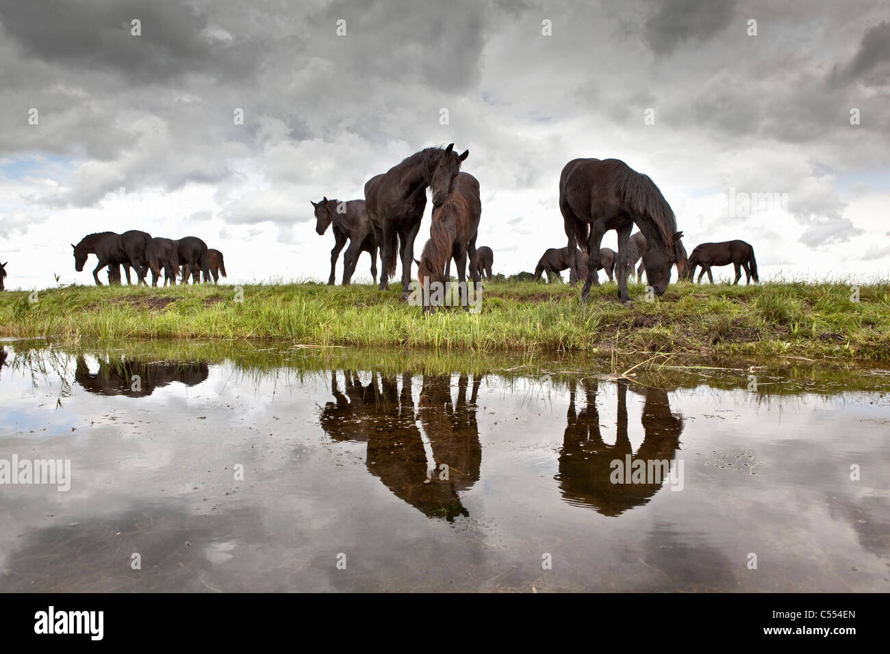 The Netherlands, Lemmer, Young Friesian horses. Stock Photo