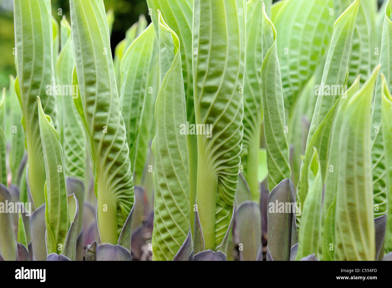 Pot grown Hosta shoots emerging, Norfolk, England, UK Stock Photo
