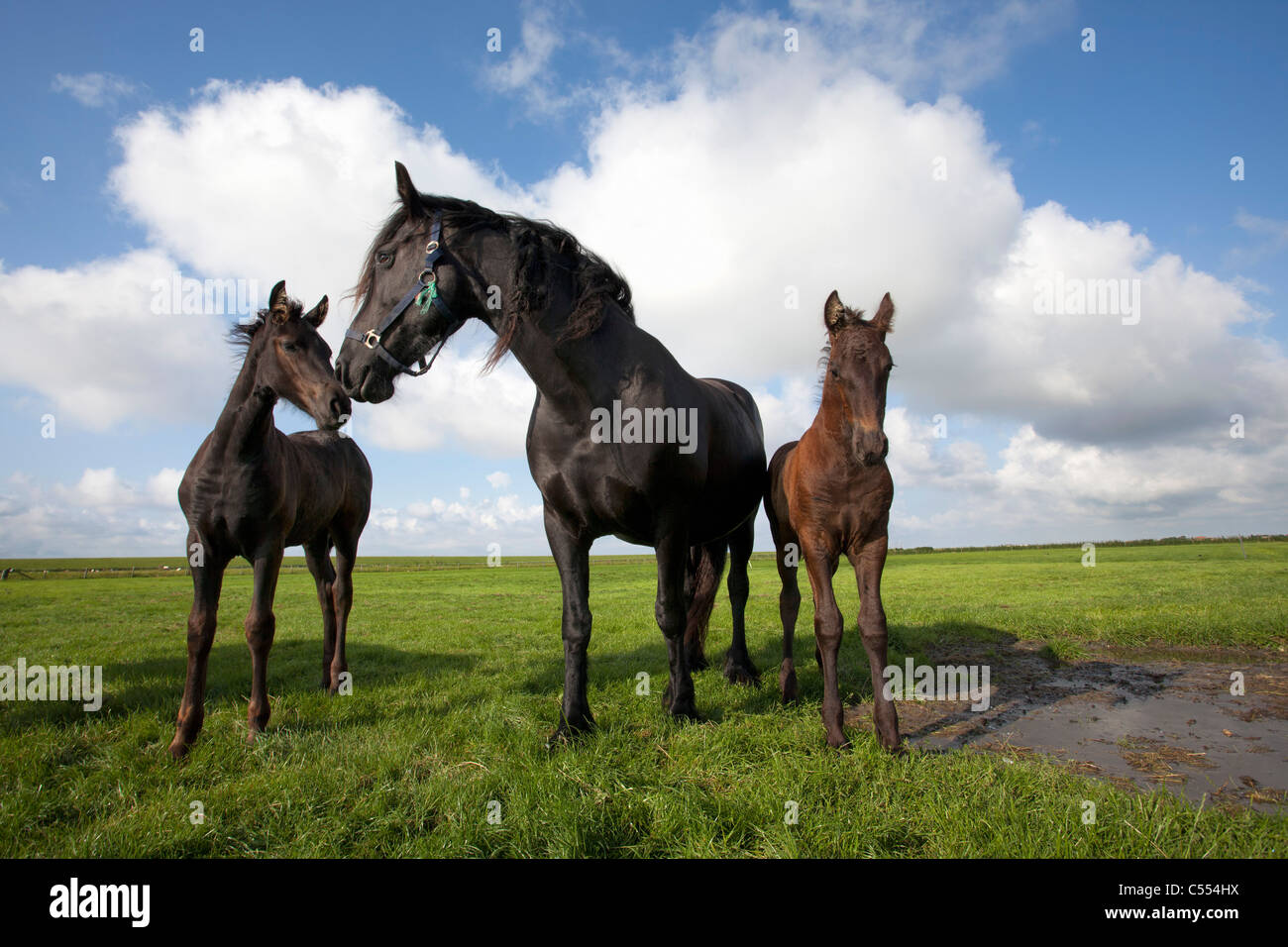 The Netherlands, Buren on Ameland, Island belonging to Wadden Sea Islands. Unesco World Heritage Site. Friesian horses. Stock Photo