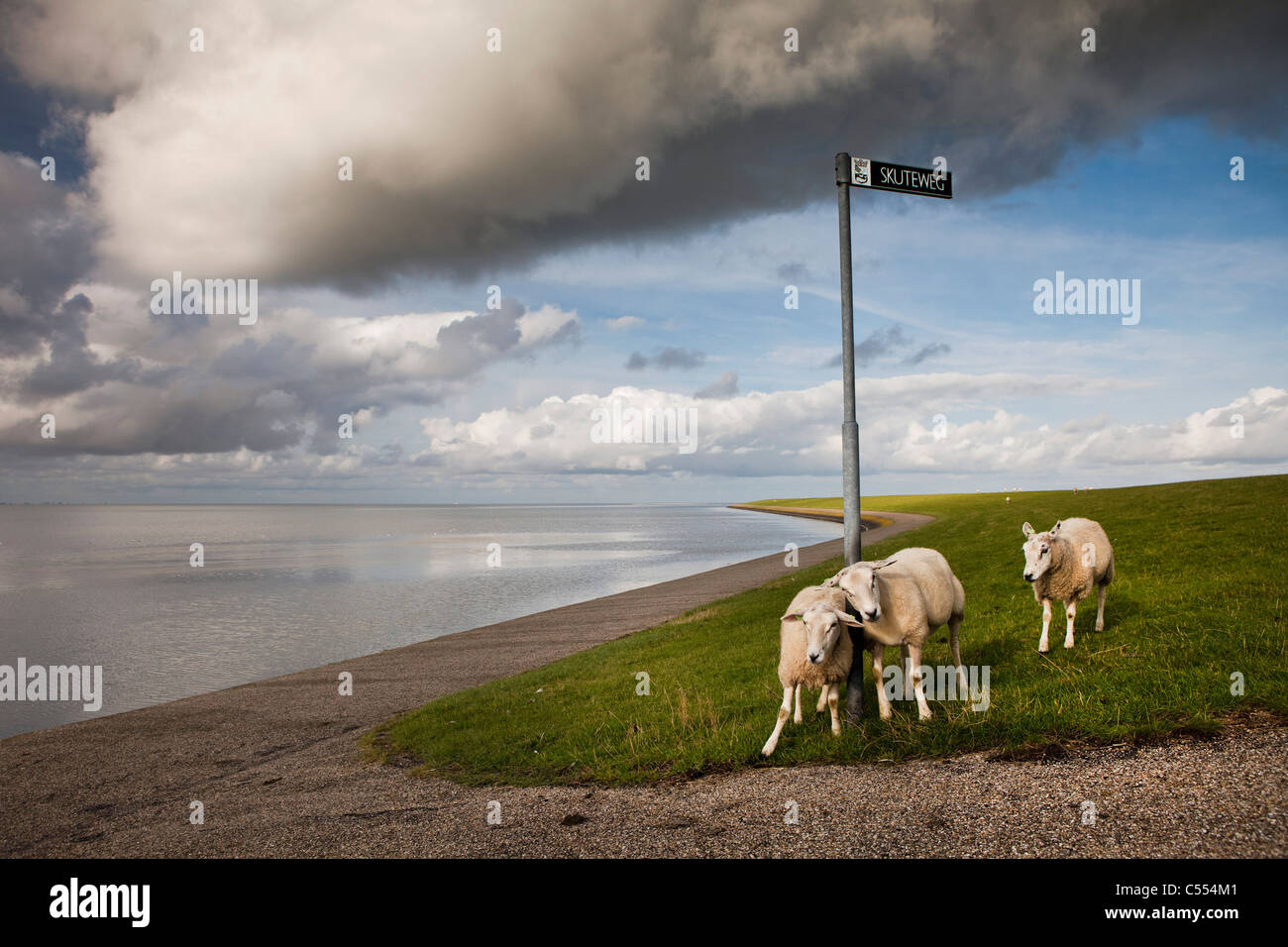 The Netherlands, Buren on Ameland Island, belonging to Wadden Sea Islands. Unesco World Heritage Site. Sheep on dike Stock Photo