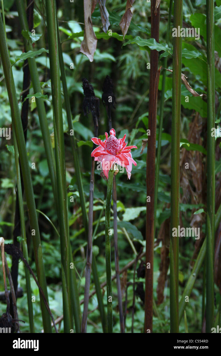 Torch Ginger in Tobago Stock Photo Alamy