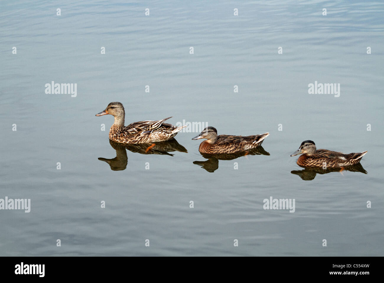 A female Mallard Duck, Anas platyrynchos, and her two nearly grown ducklings. Richard DeKorte Park, Meadowlands, Lyndhurst, NJ Stock Photo