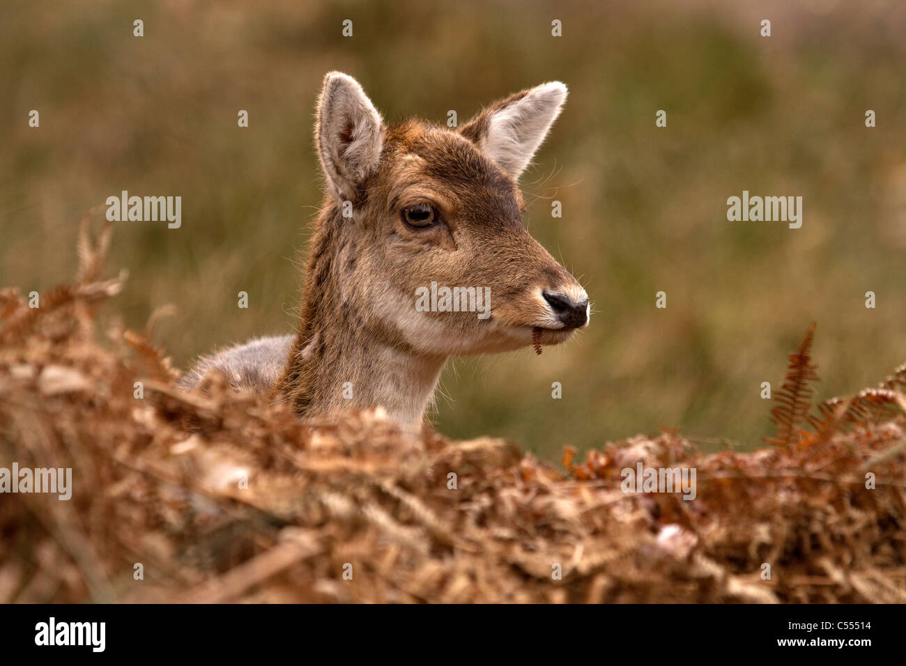 Fallow Deer, Dama dama eating Stock Photo