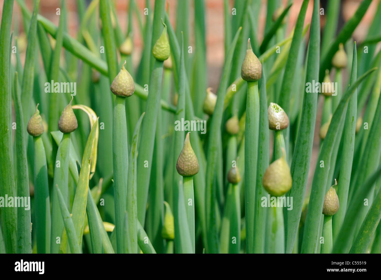 Welsh Onion, 'allium fistulosum, Norfolk, England, April Stock Photo